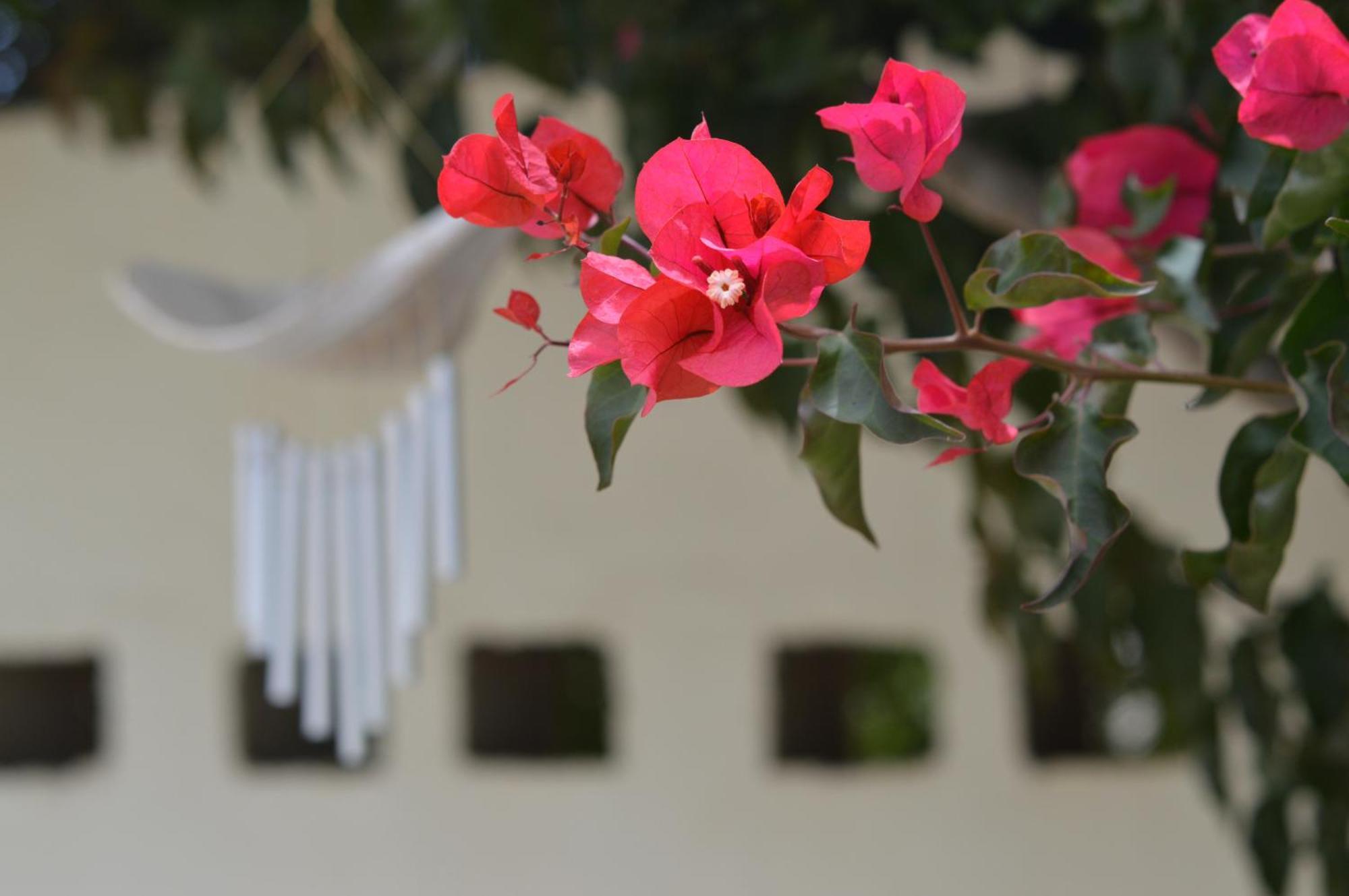 Cottage On Diamond Street Swakopmund Εξωτερικό φωτογραφία